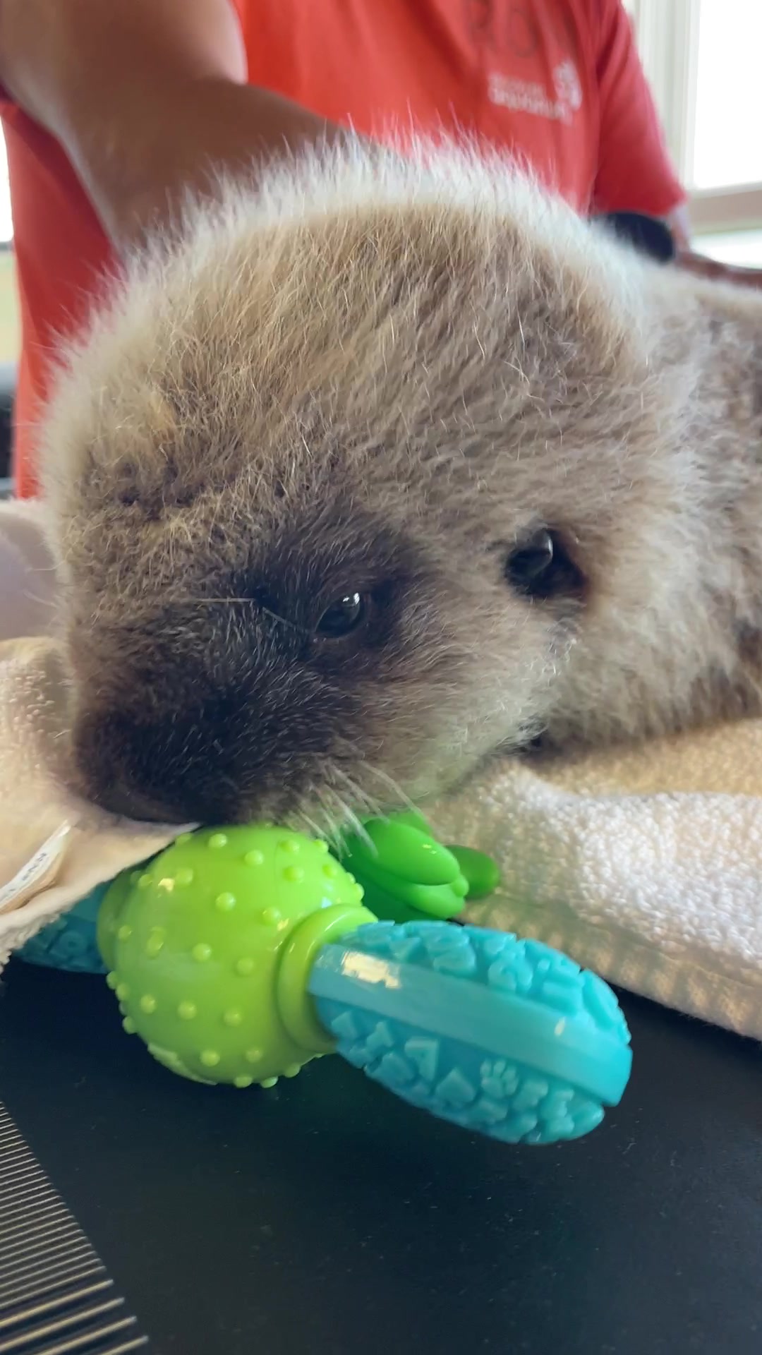 @Marine Mammal Rescue Society