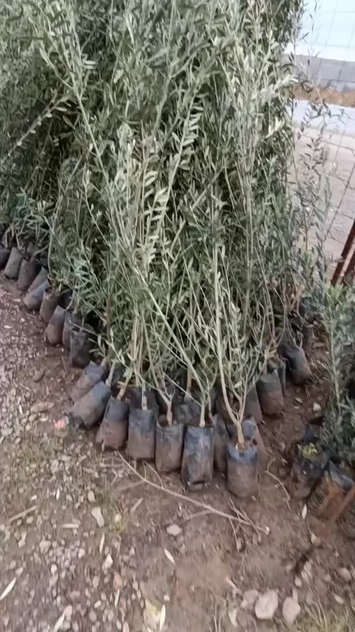 @مشتلة عبدالله