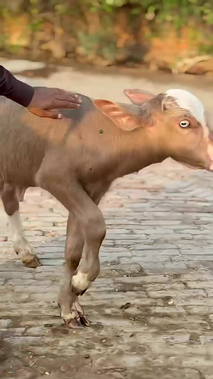 @GUJJAR DAIRY FARM