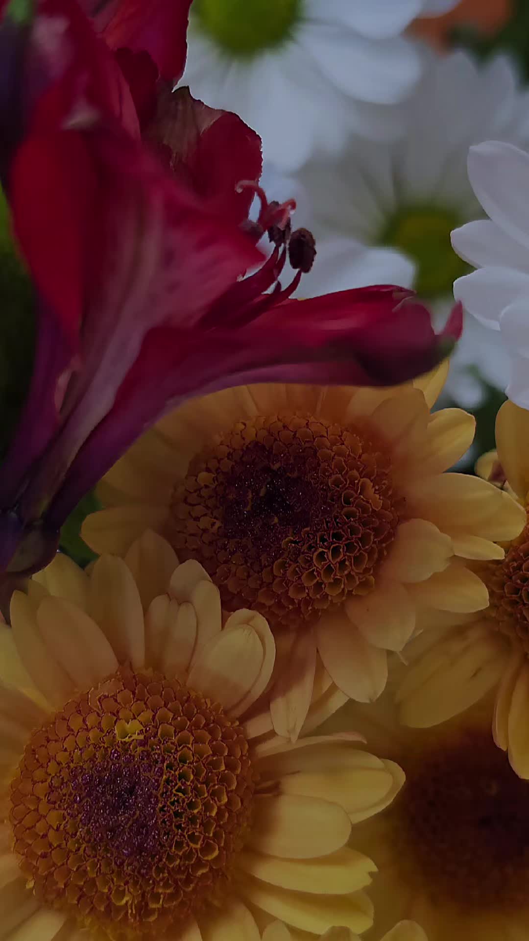 @doly.dfn