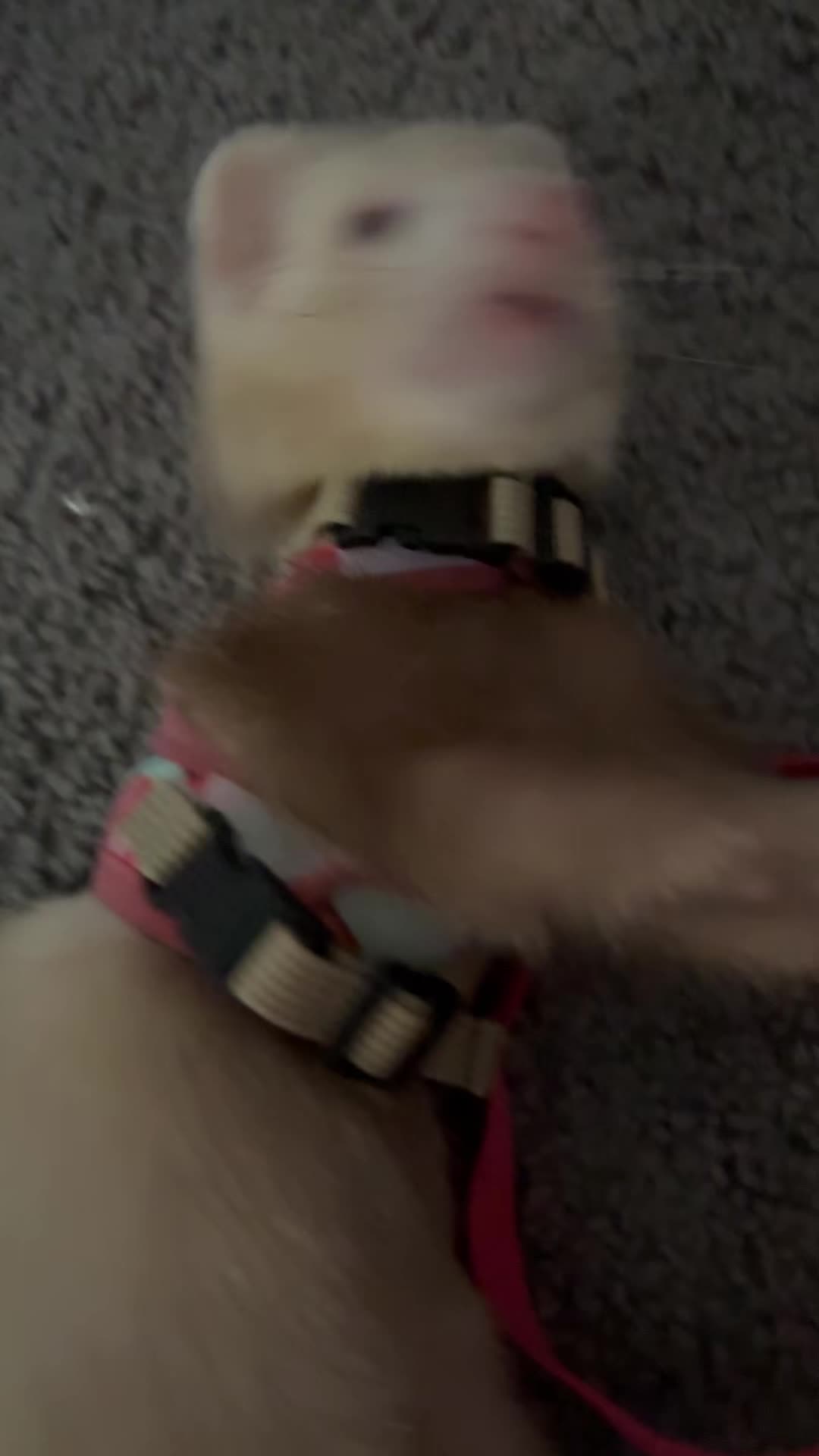 @🪶