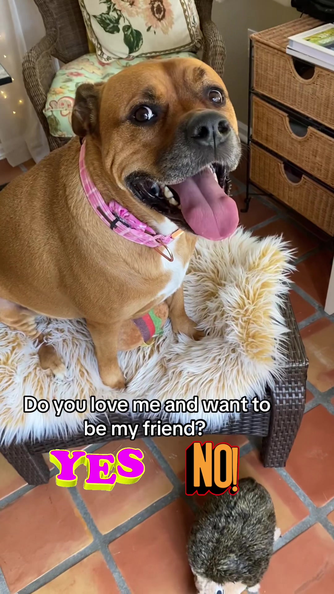 @Lovely Luna