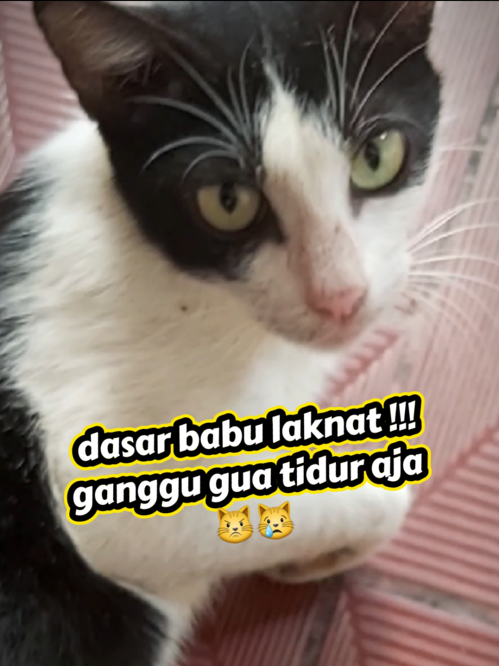 @meoweverydays