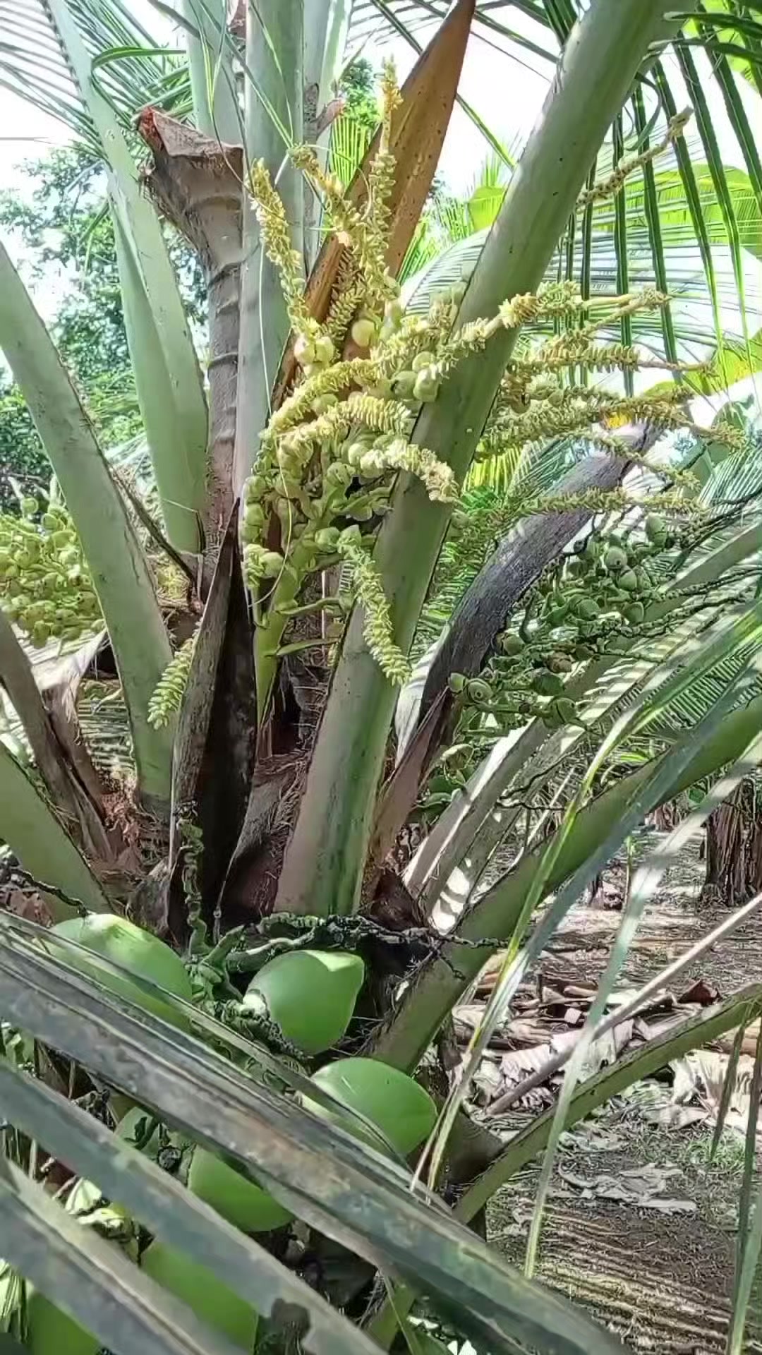 @Jairo desde el campo.