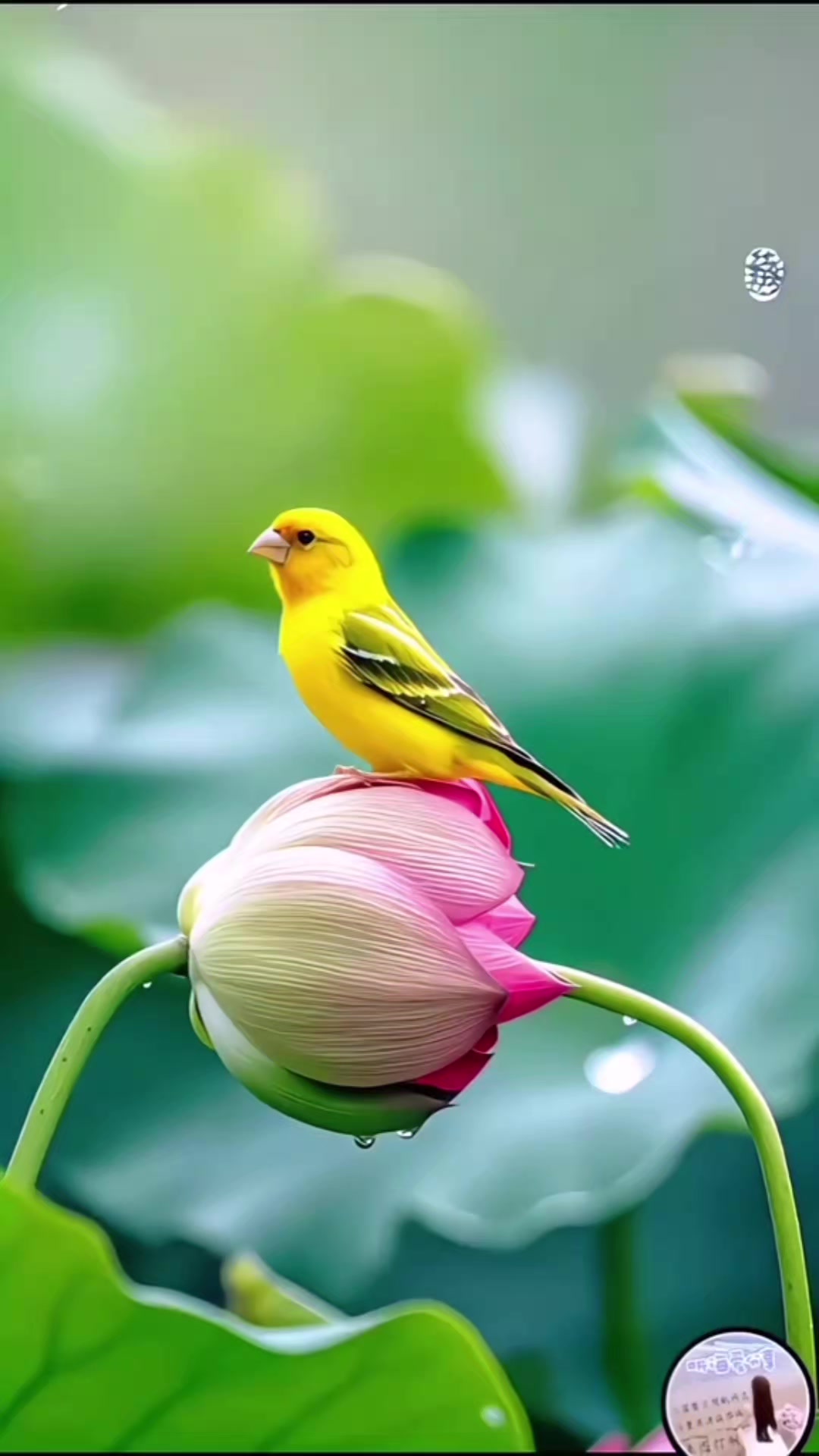 @_Gurbet_
