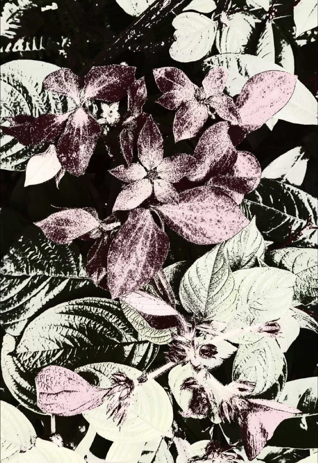 @𝓑𐚁