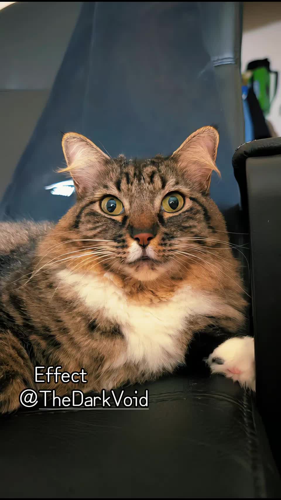 @RIEJ💘(ΦωΦ)🐈️🐾👑