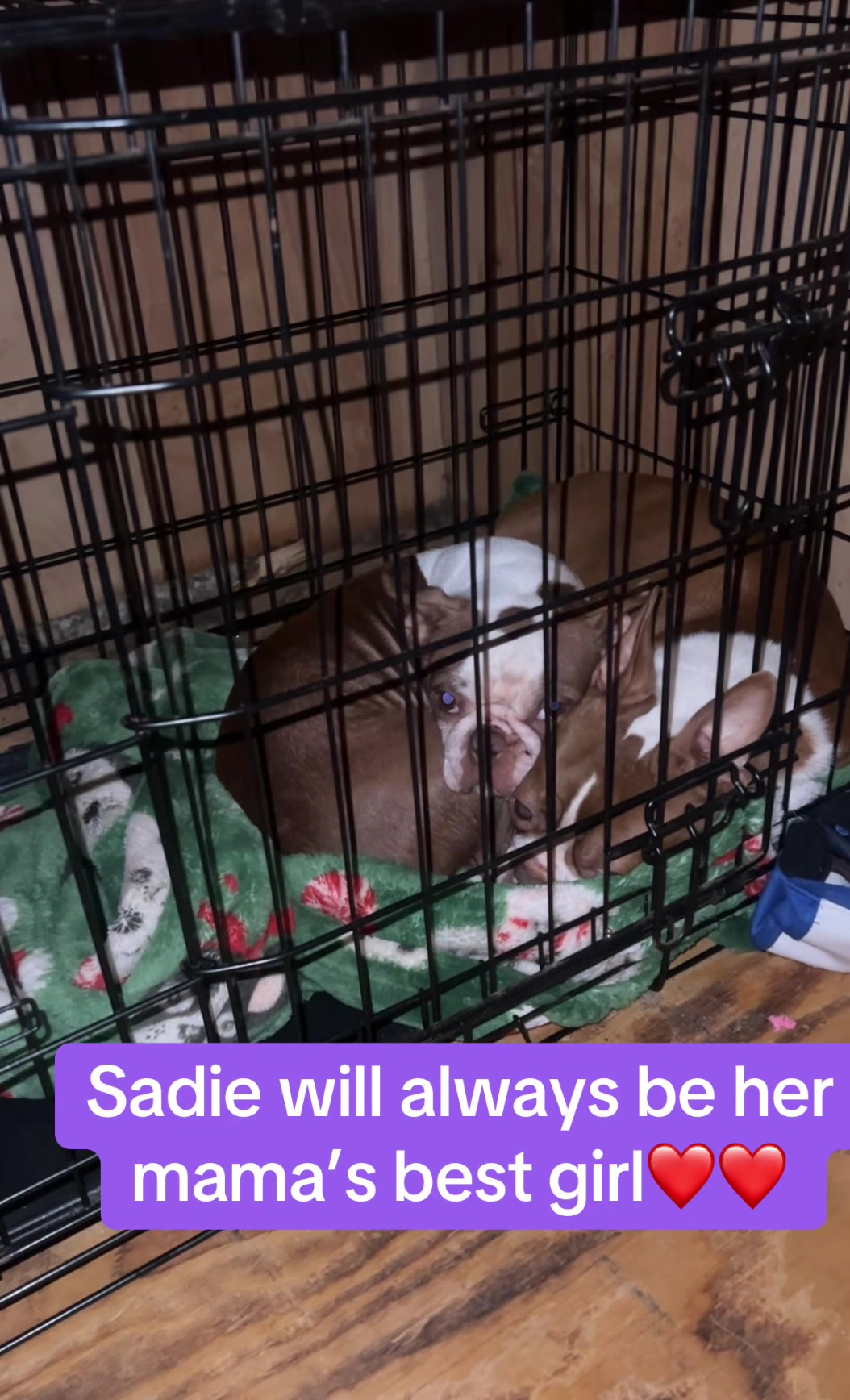@SE Boston Terriers