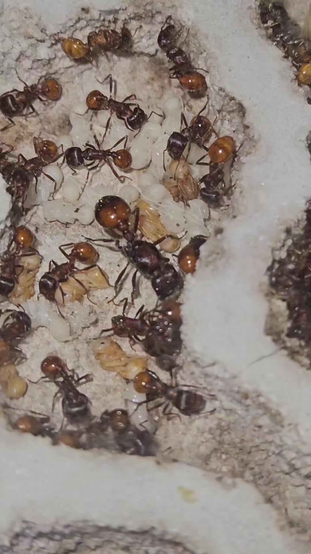 @Aaron's Ants