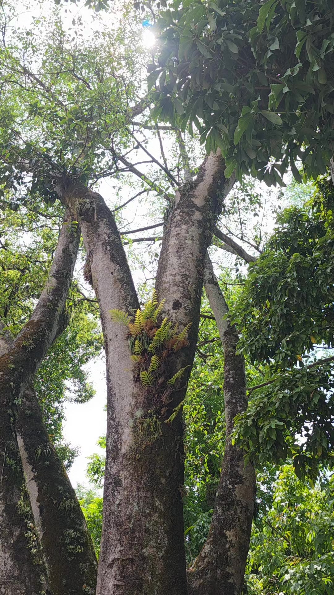 @अधिकारी लक्ष्मी