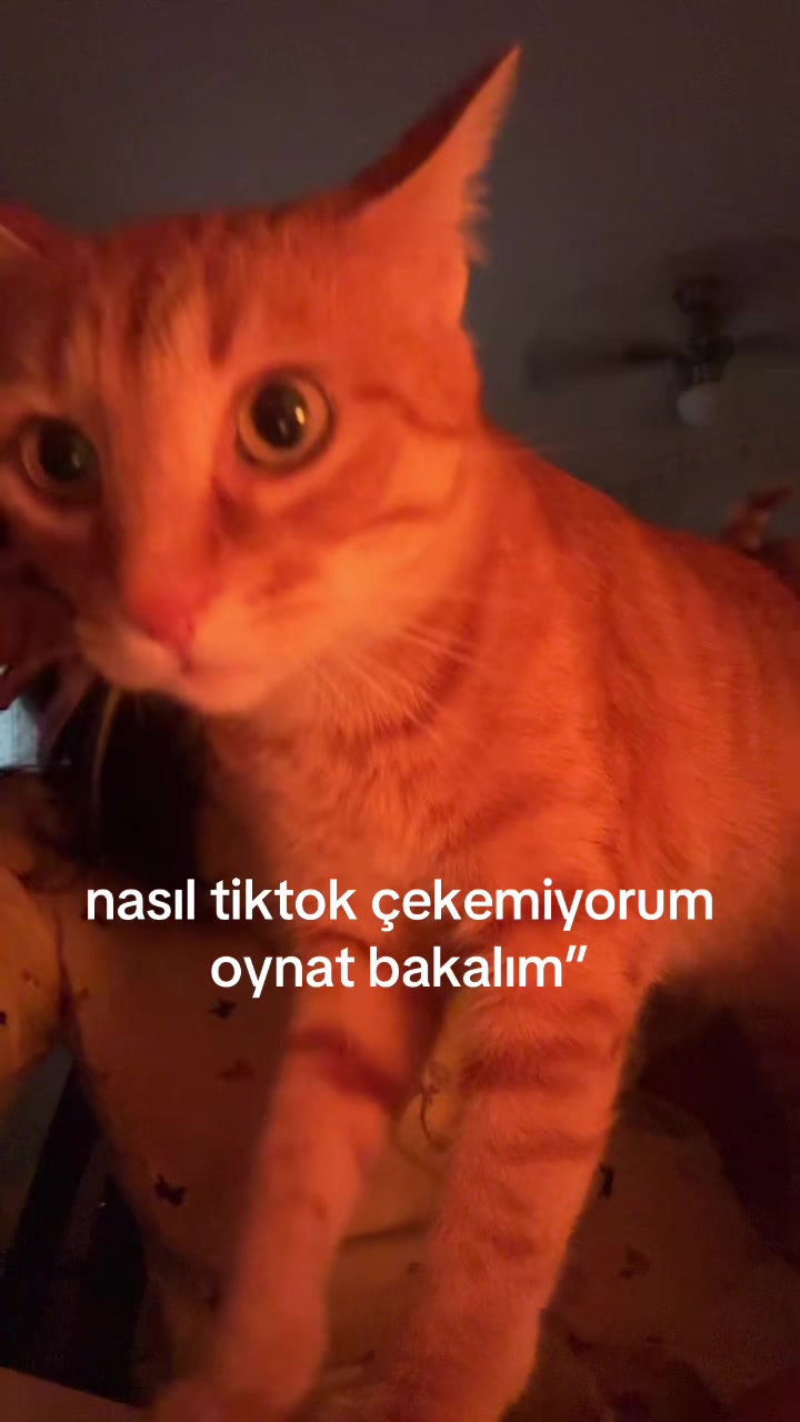 @&ouml;ylesine biri