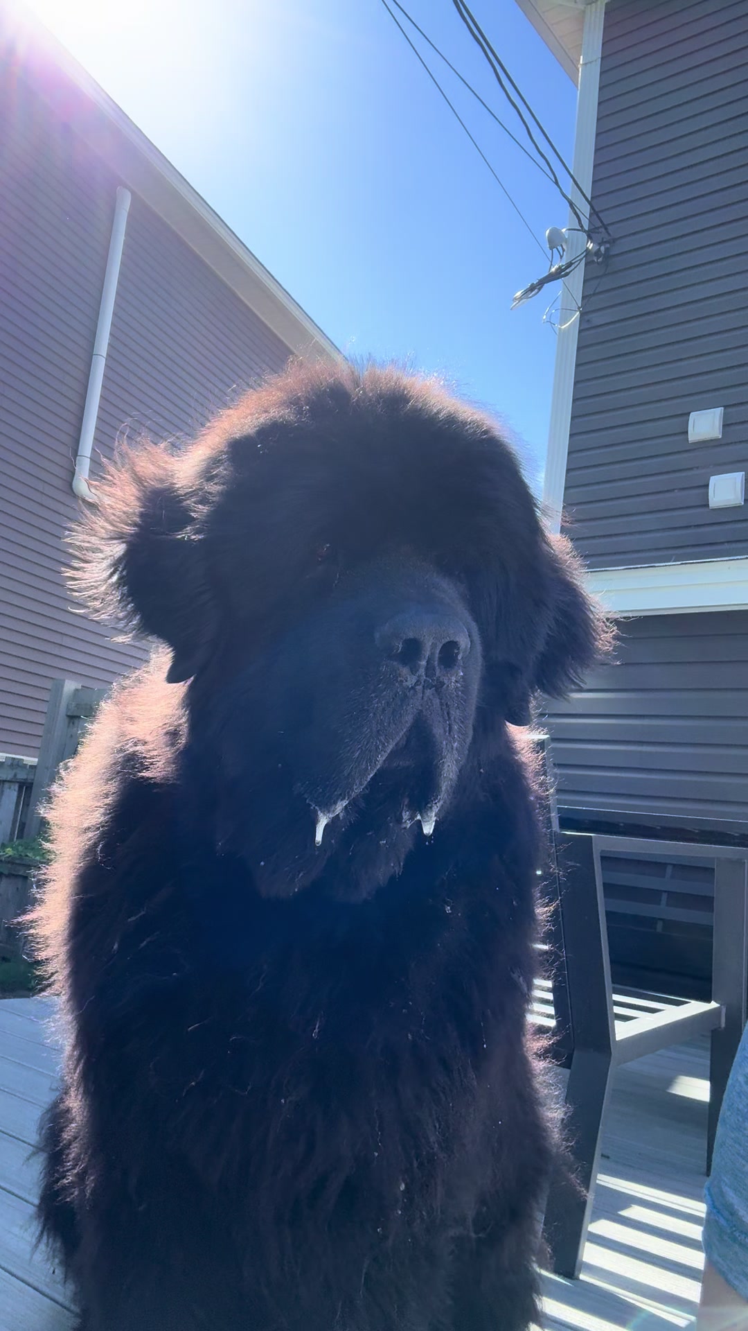 @HomertheNewf 🇨🇦