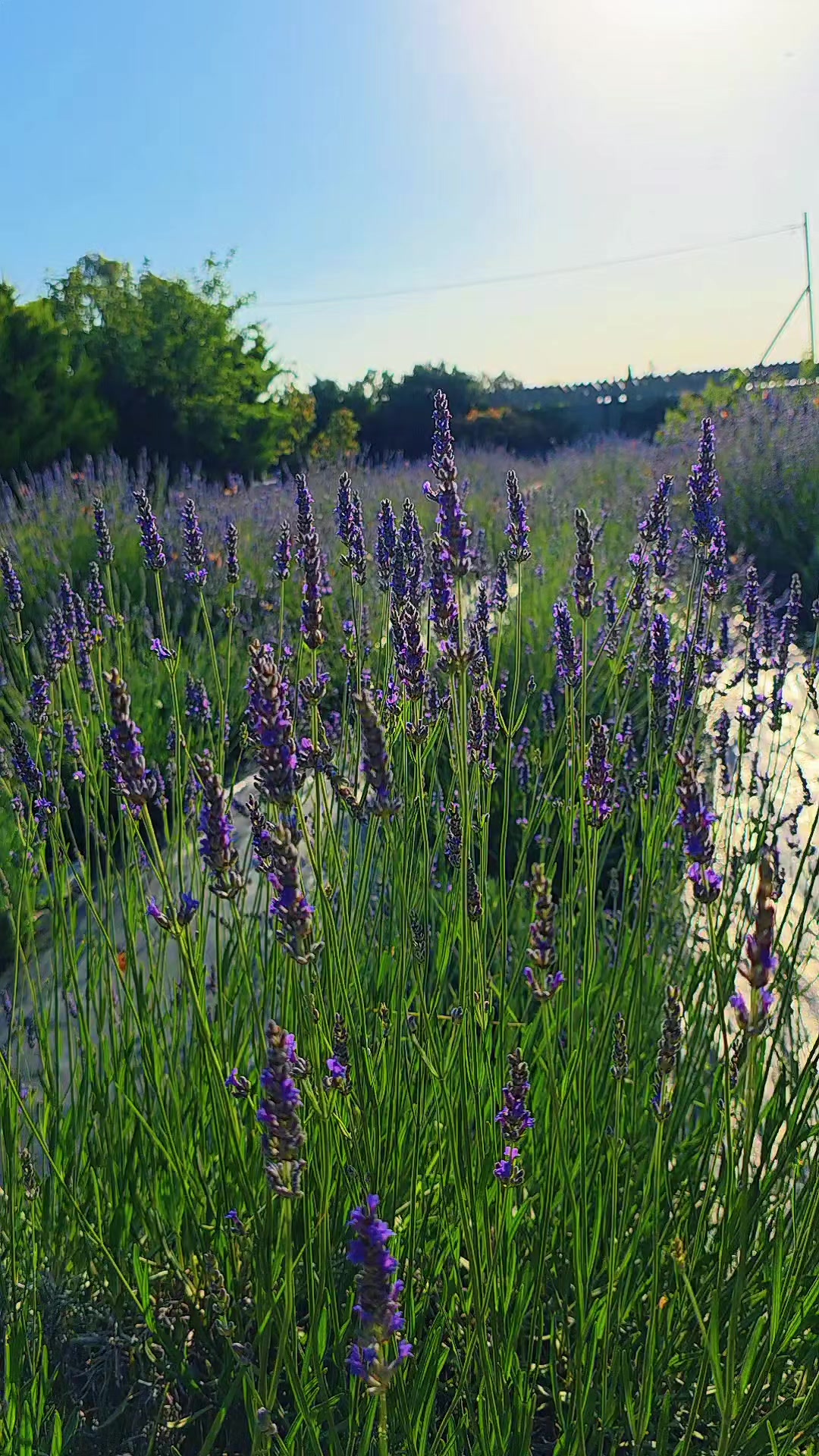 @Aria Lavender