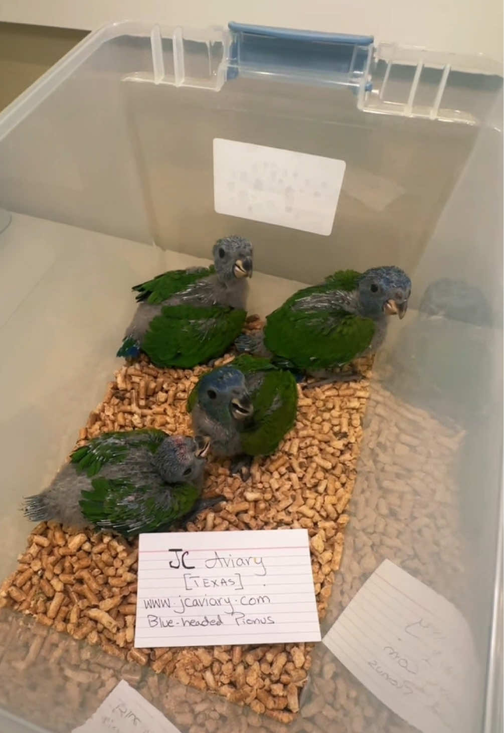@JC Aviary