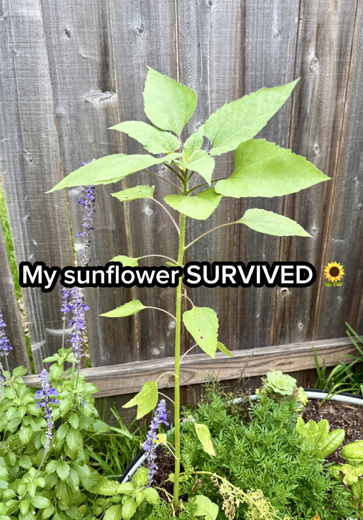 @Sara’s Bites 🌱