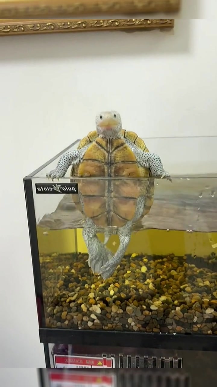 @Mr. Turtle
