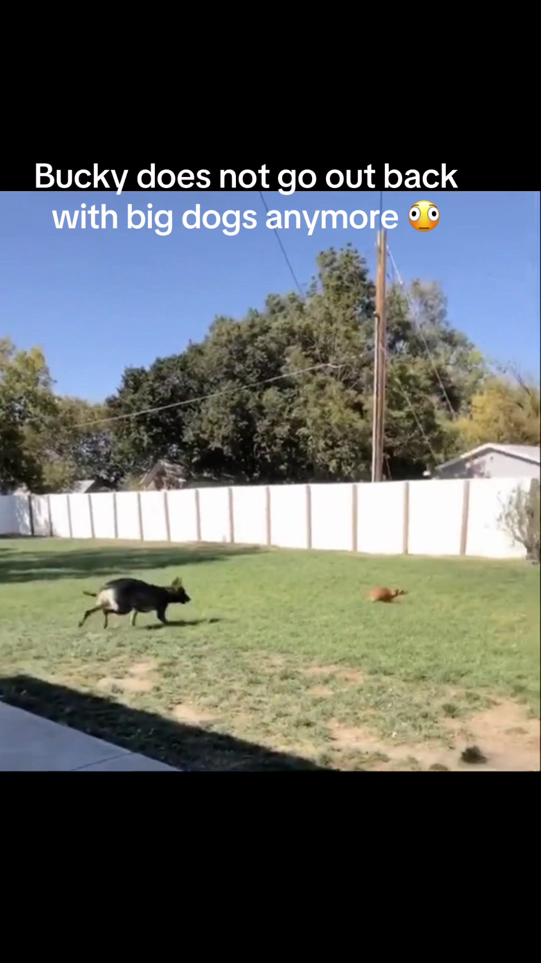 @K9 Dina