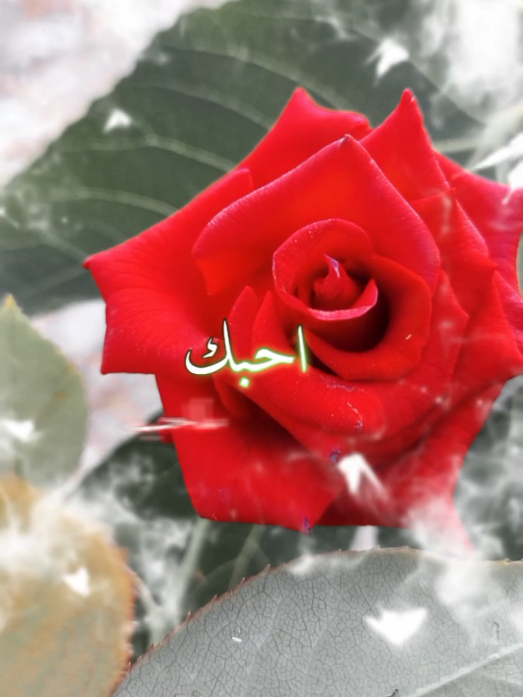 @lavendr81