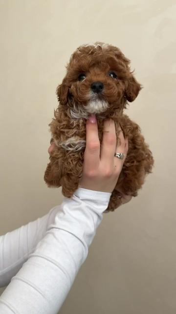 @Maltipoo Puppy Place