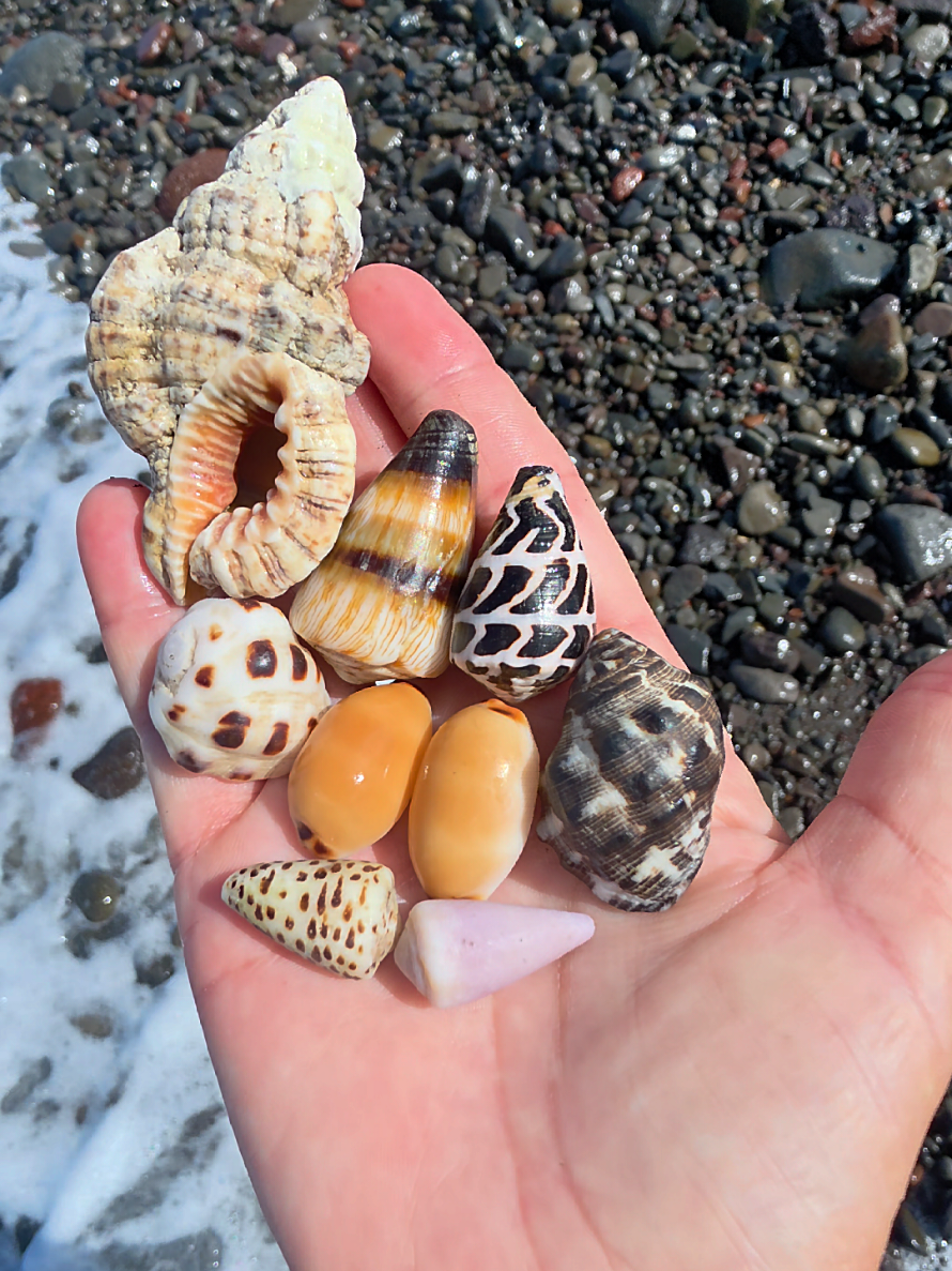 @Noe ๐ Shells