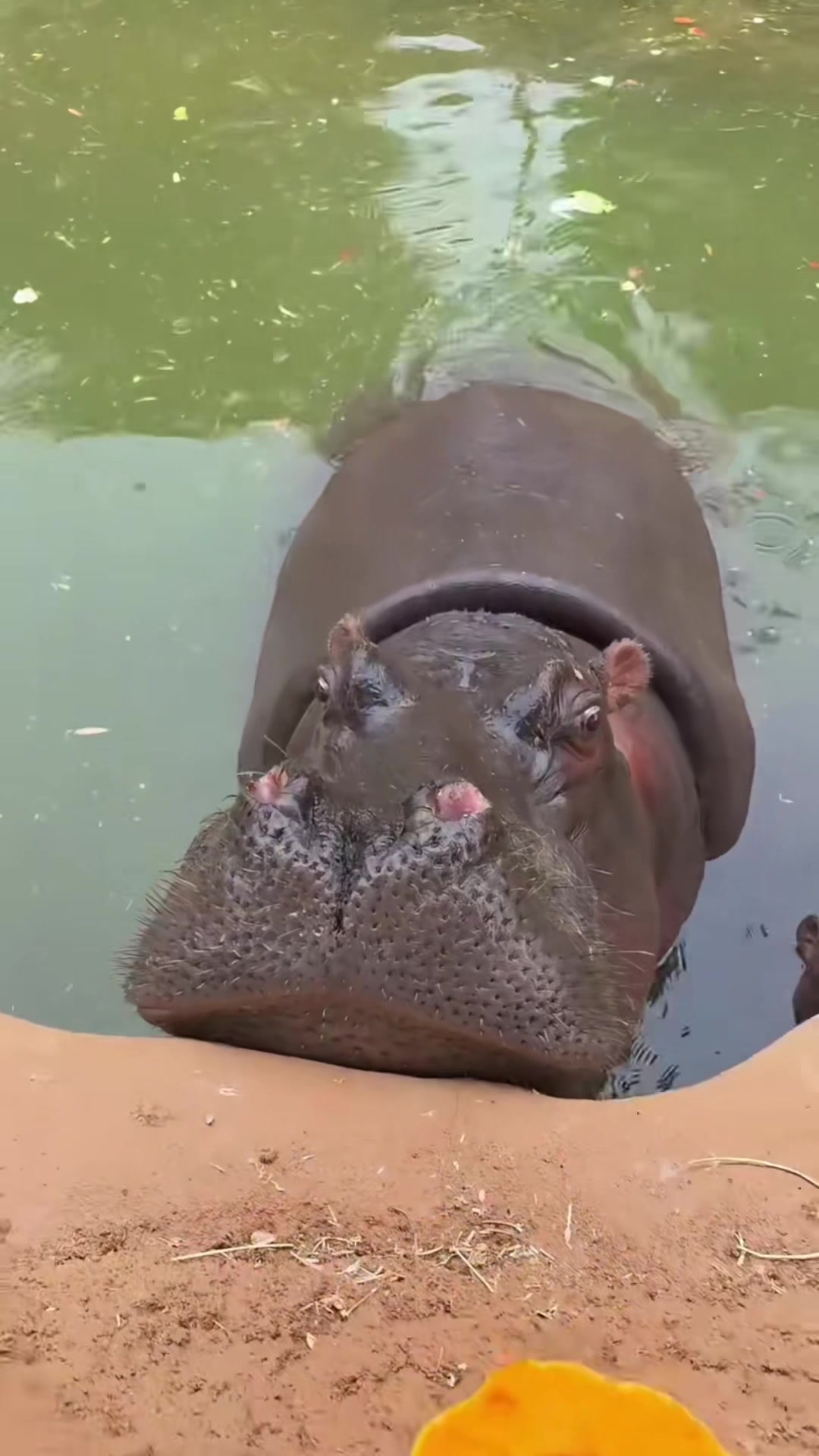 @Hippo