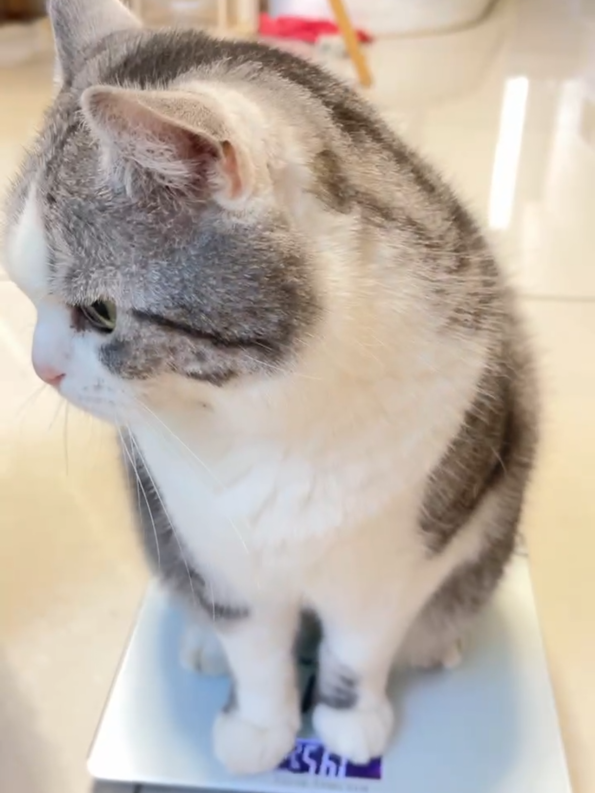 @migo是貓?