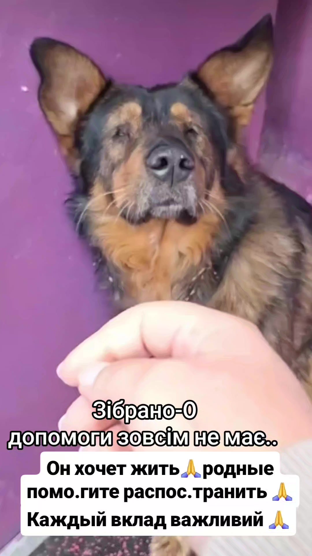 @animal