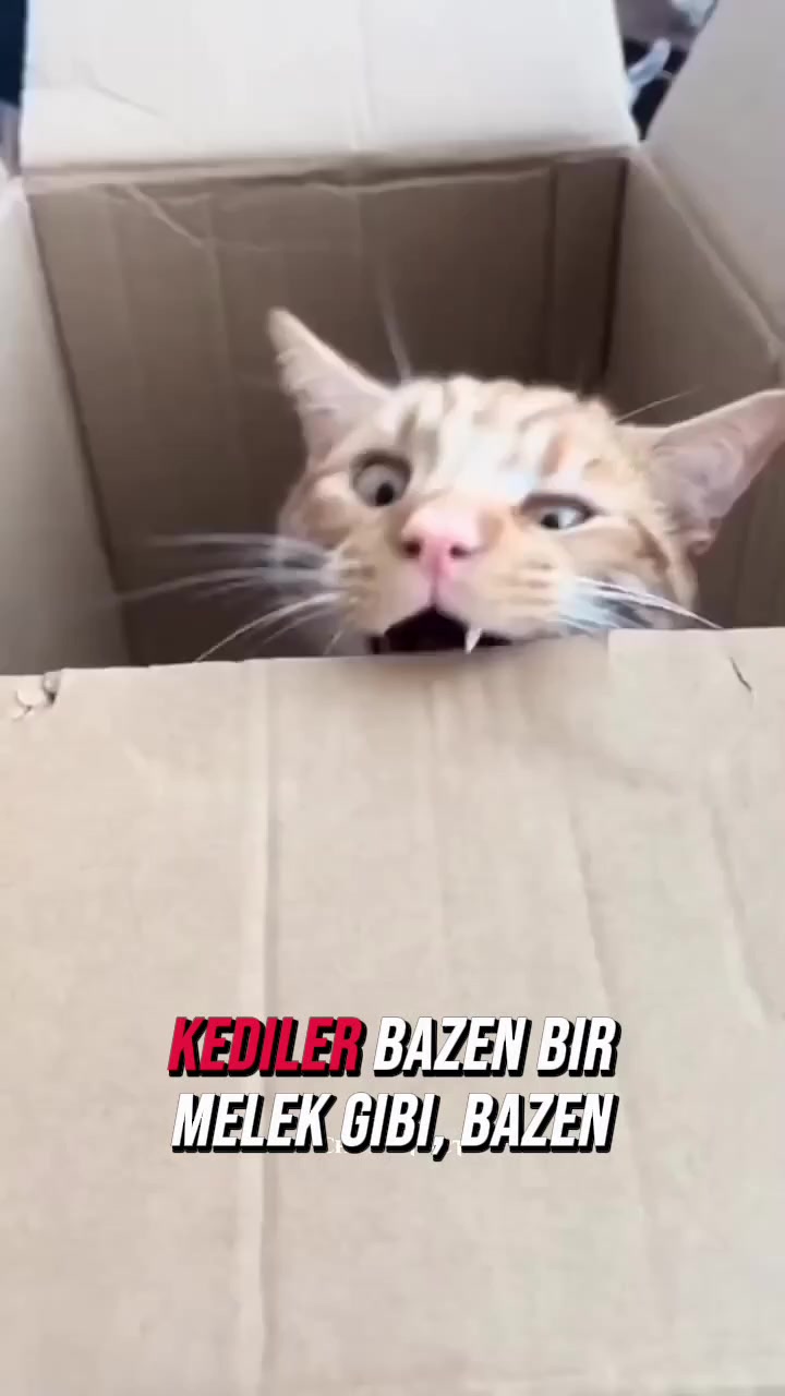 @Neler Oluyor