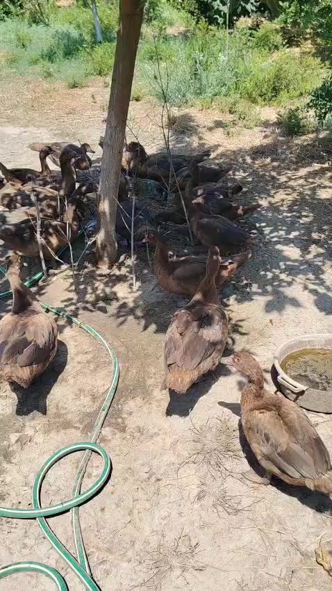 @MAŞTAĞA_QUŞCULUĞ