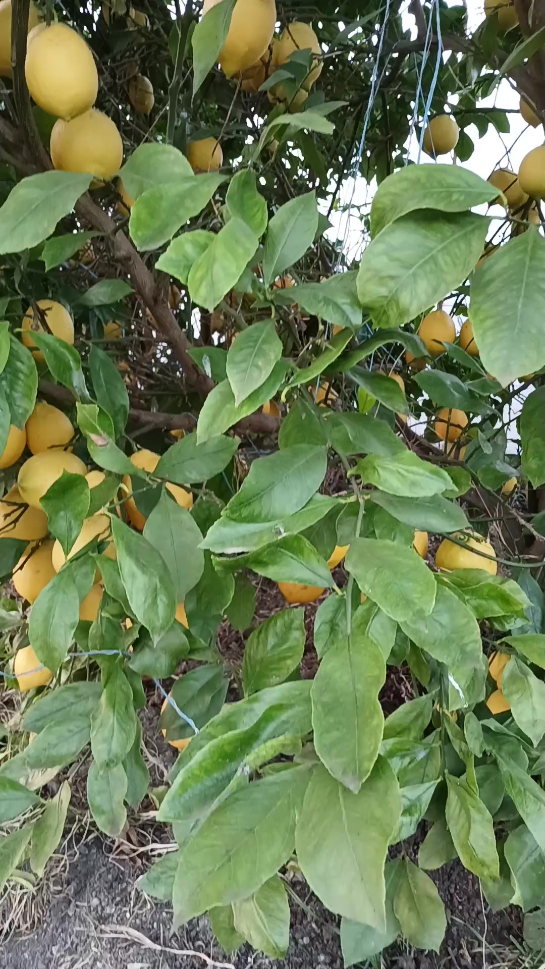 @zaur_222_