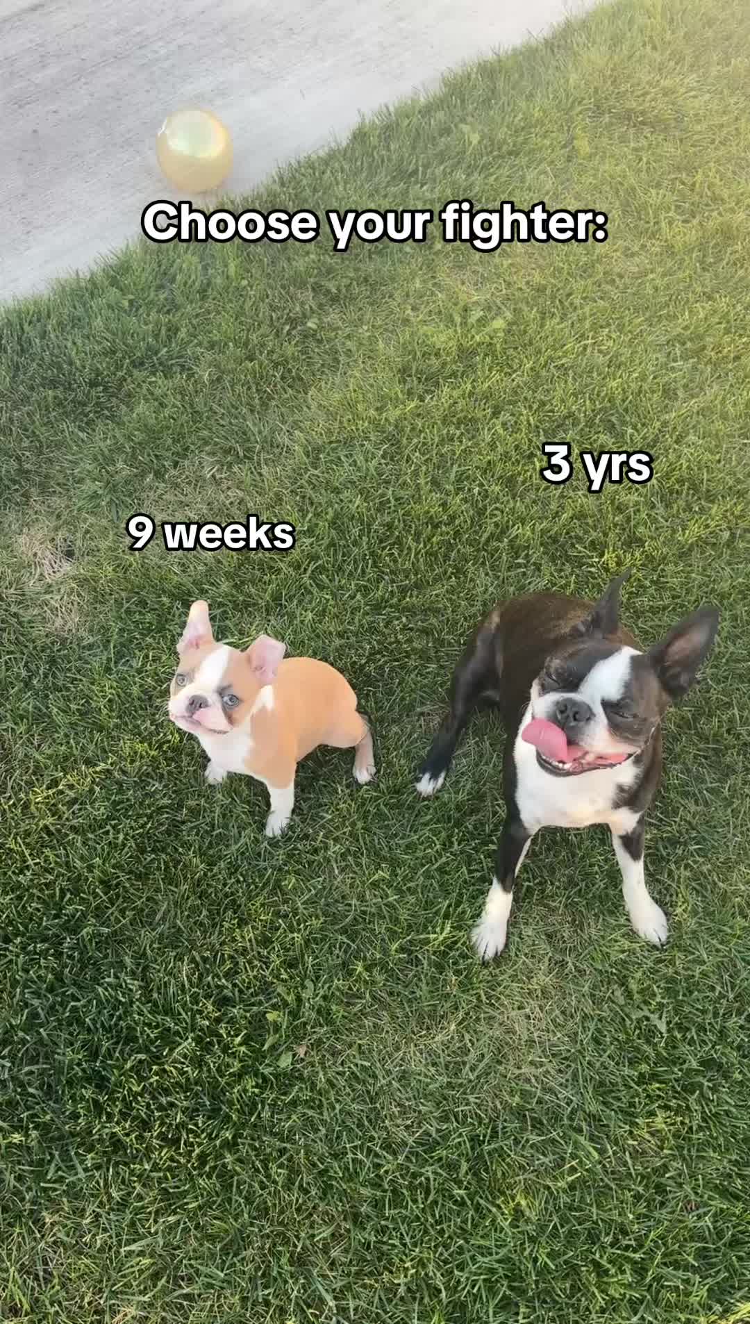 @dex
