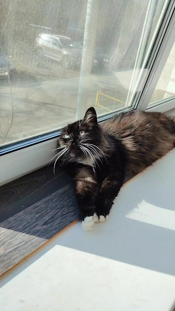 @3 друга 🦮🐱