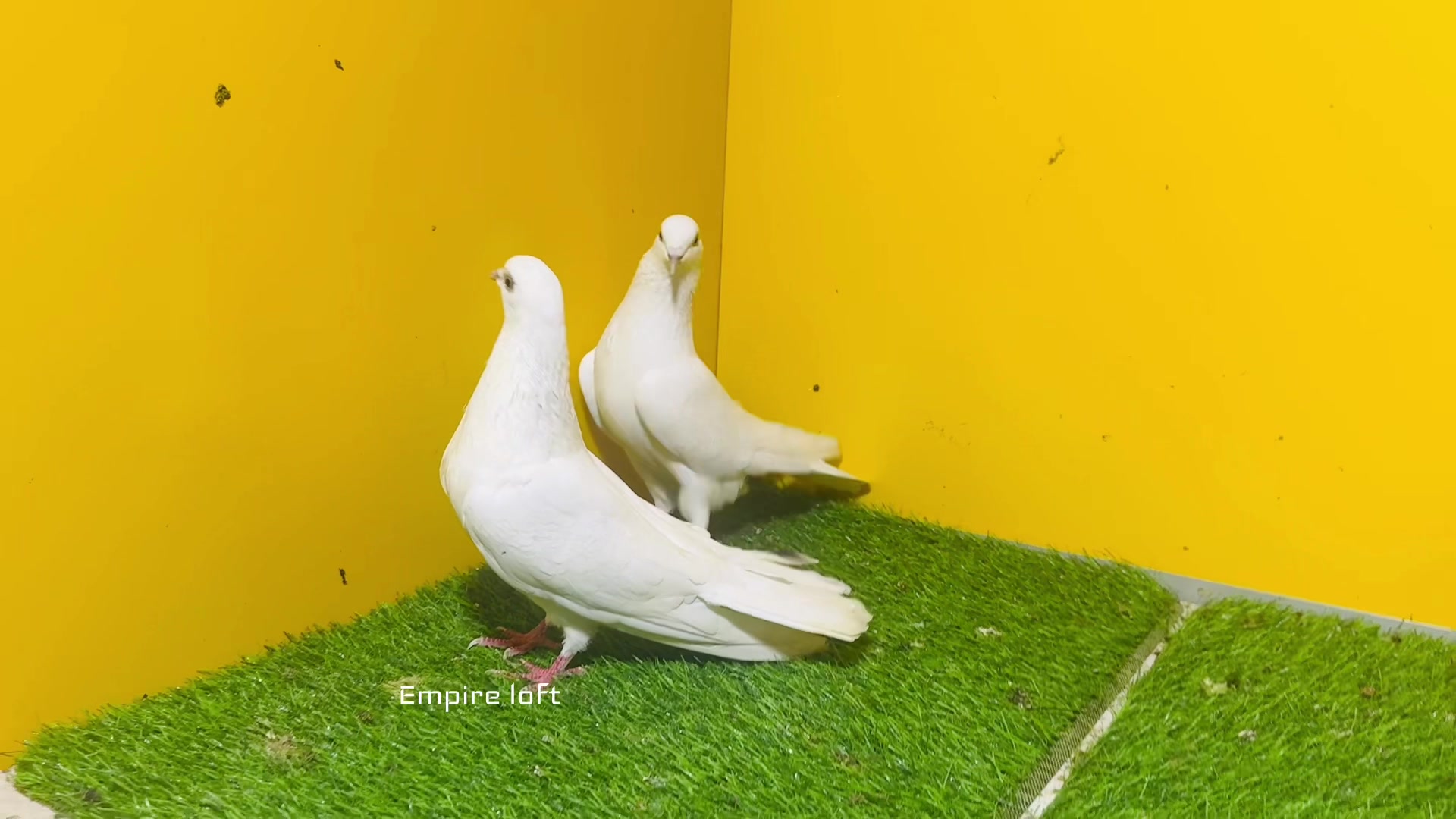 @Digana pets city