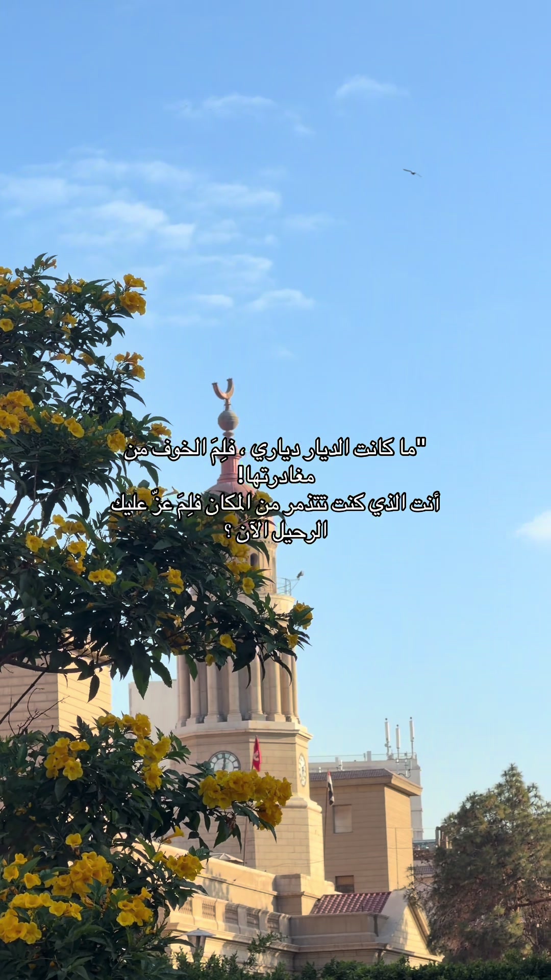 @حسن البلوشي-تغطيات مصر🇧🇭🇪🇬
