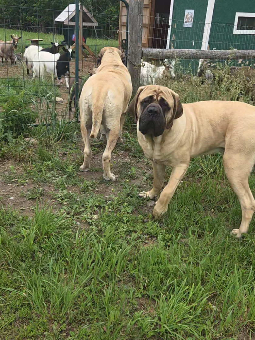 @Maple Mastiffs