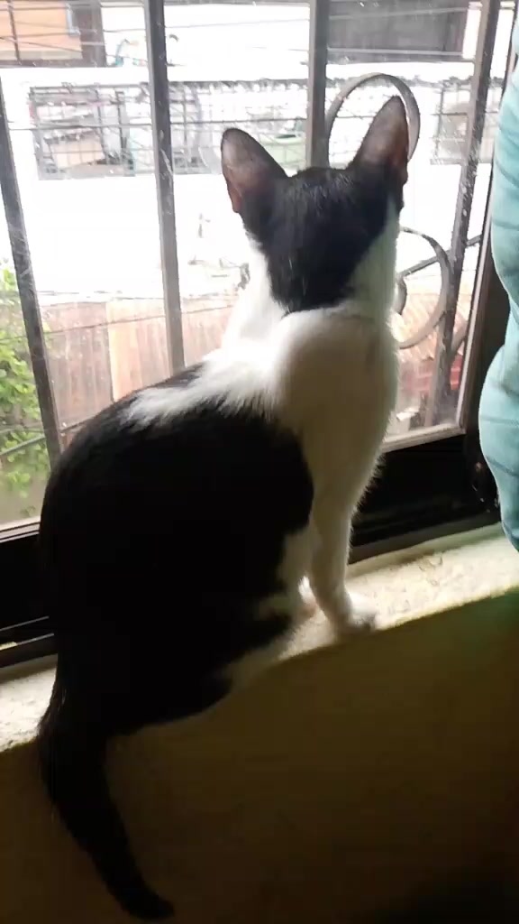 @sny meow🐈