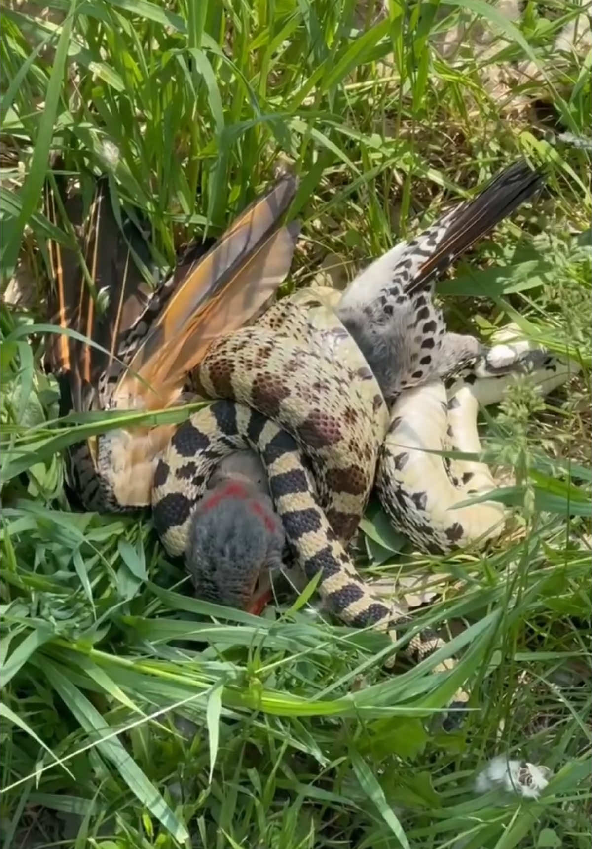 @animalsgonewildd