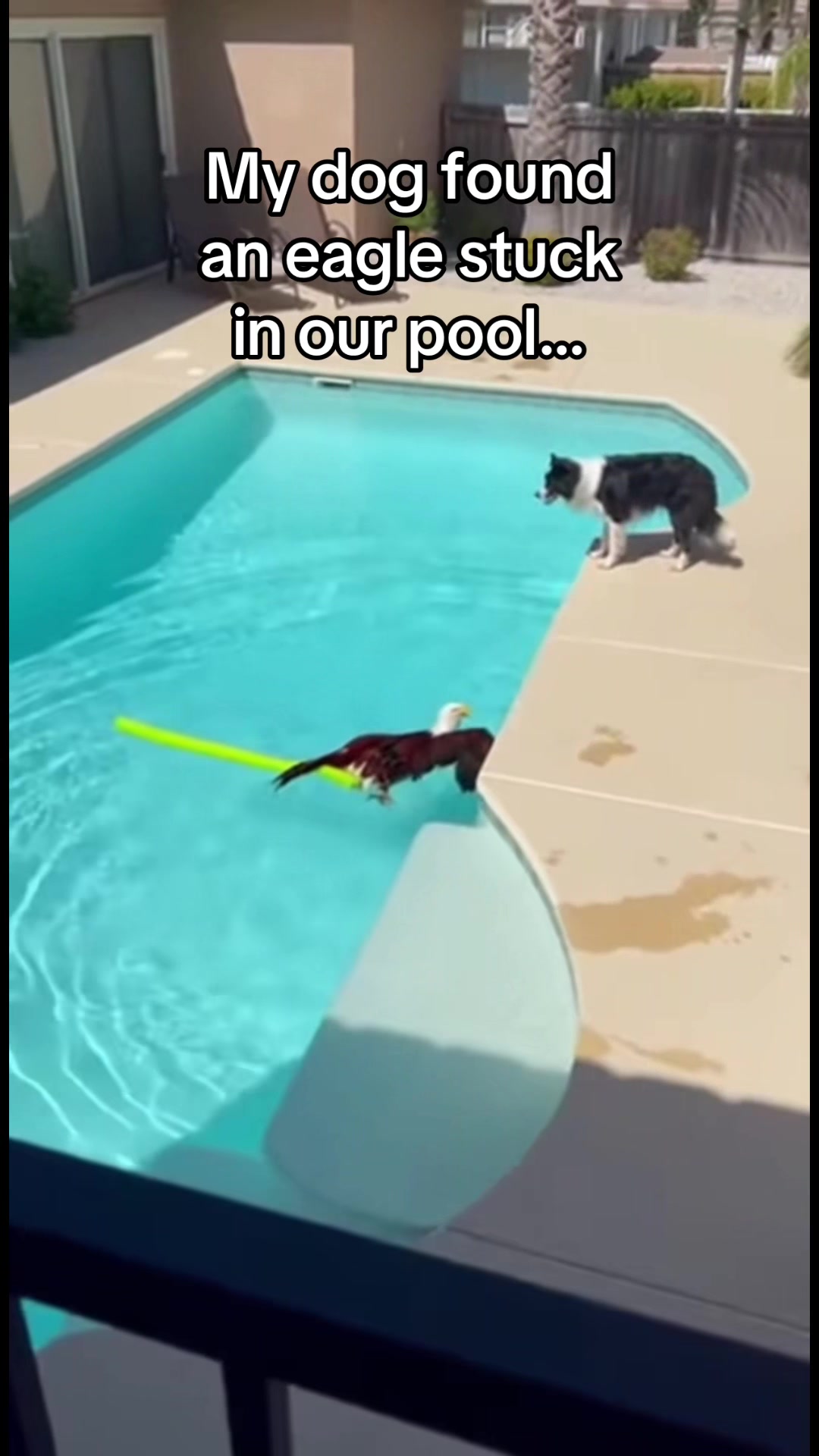 @AnimalWorld