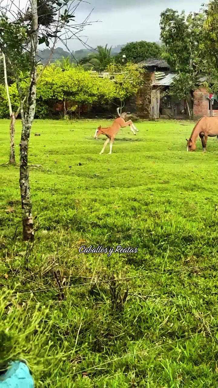 @Caballos y Reatas