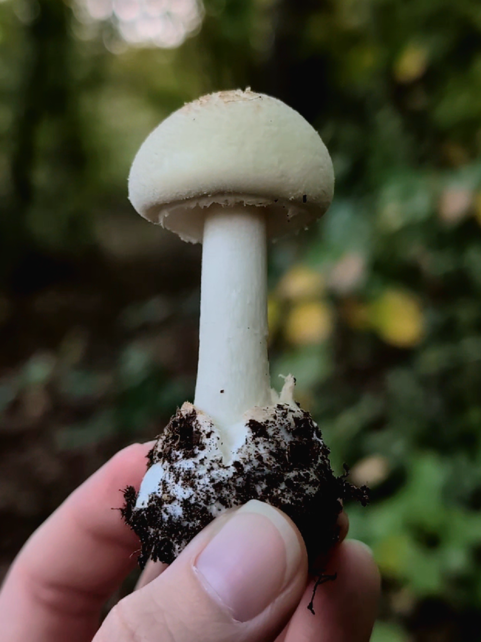 @Mushroom Queen by LeatherWood