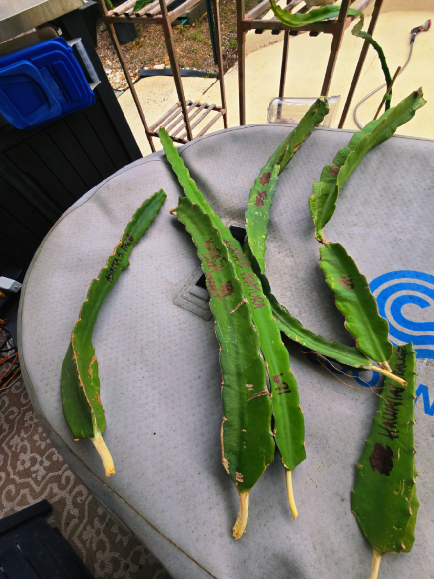 @Space Coast Dragon Fruit