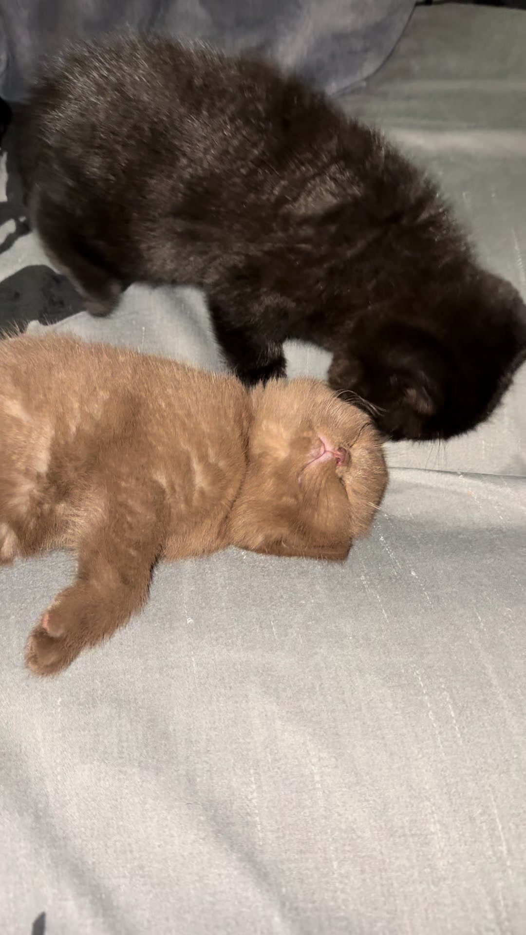 @Lako&rsquo;s_british_cattery