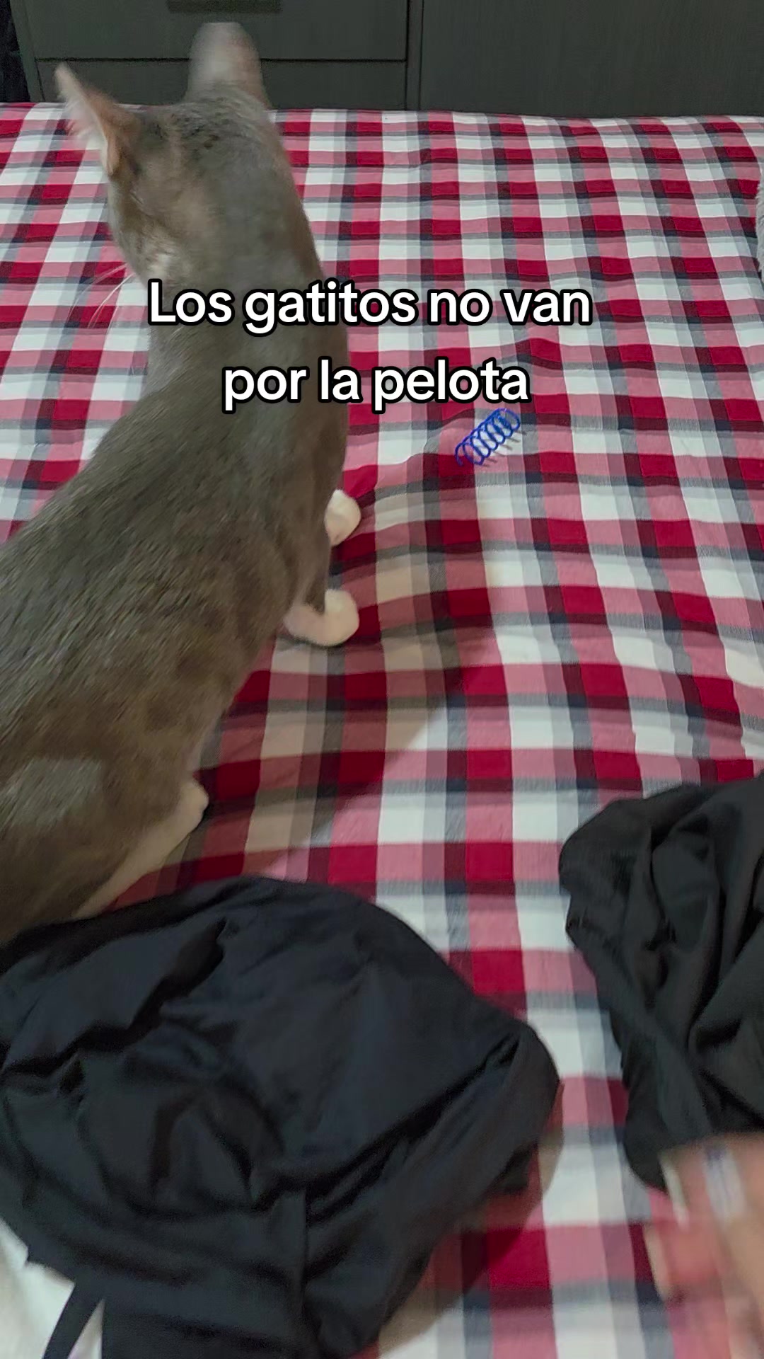 @megara_