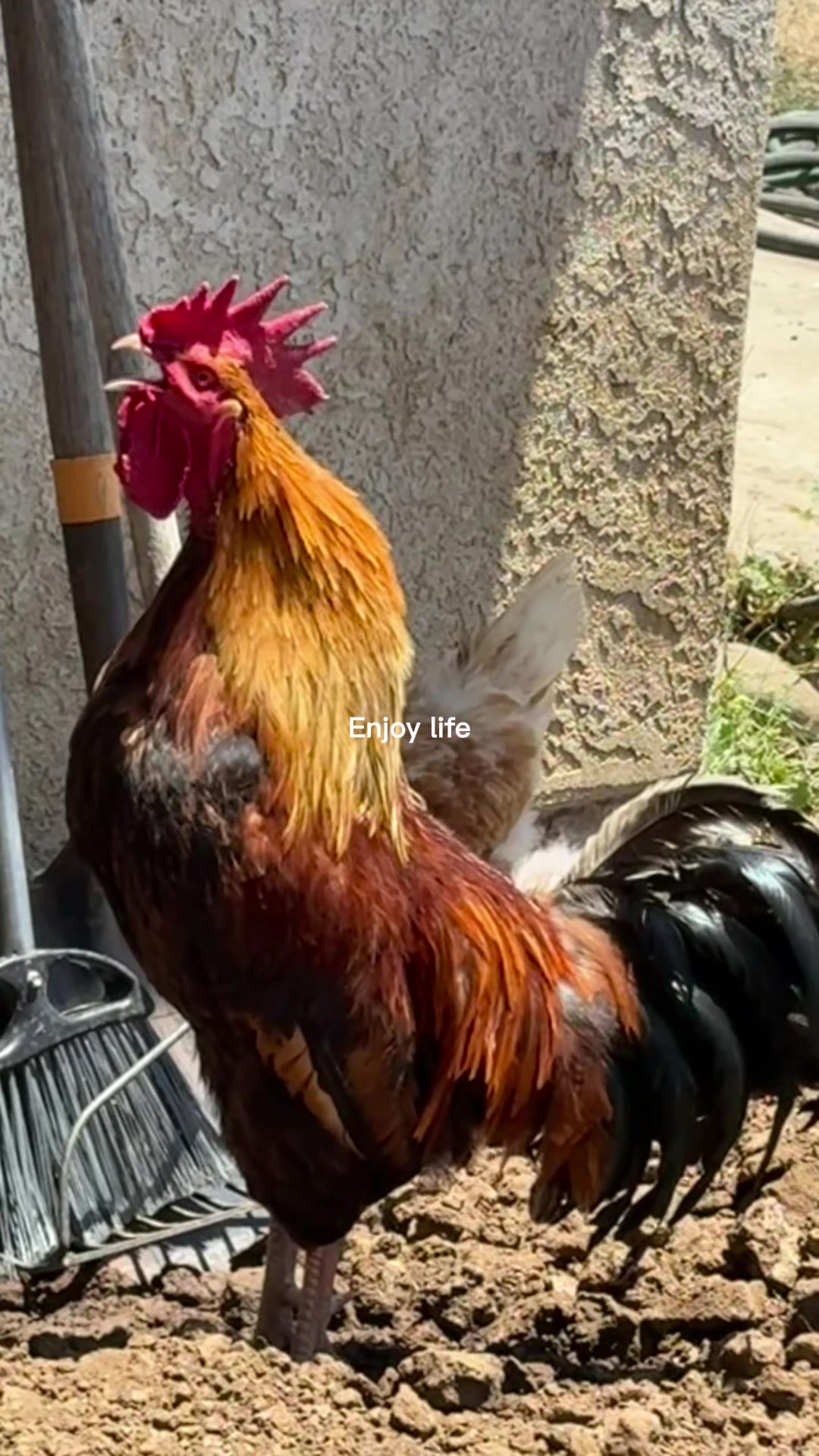 @Wendy aka Nana's Ranch
