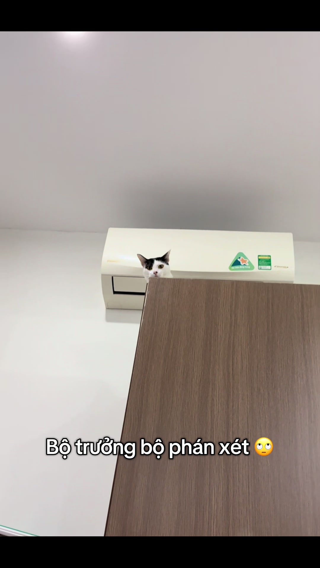 @mèo tên là Mèo