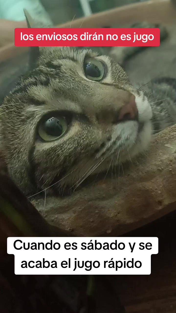@Andreina