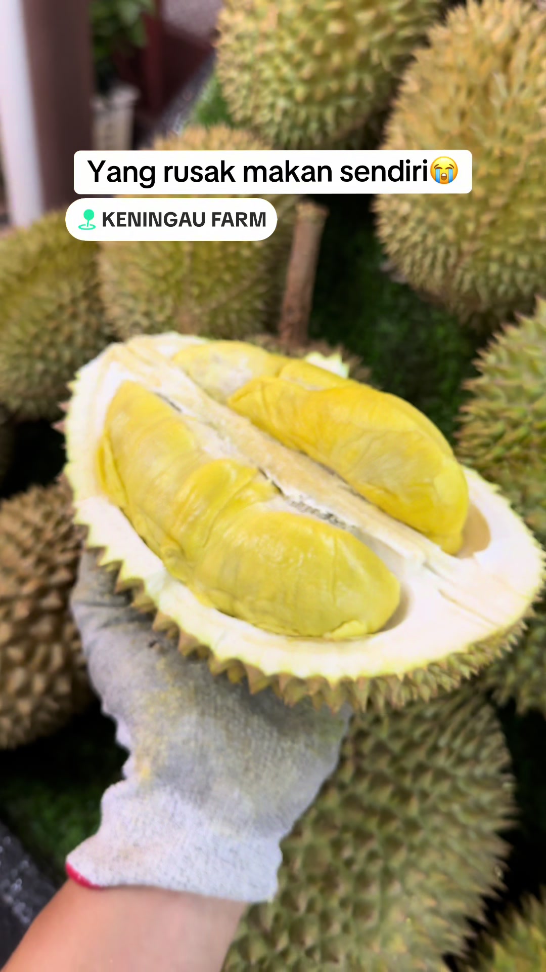 @Keningau Farm