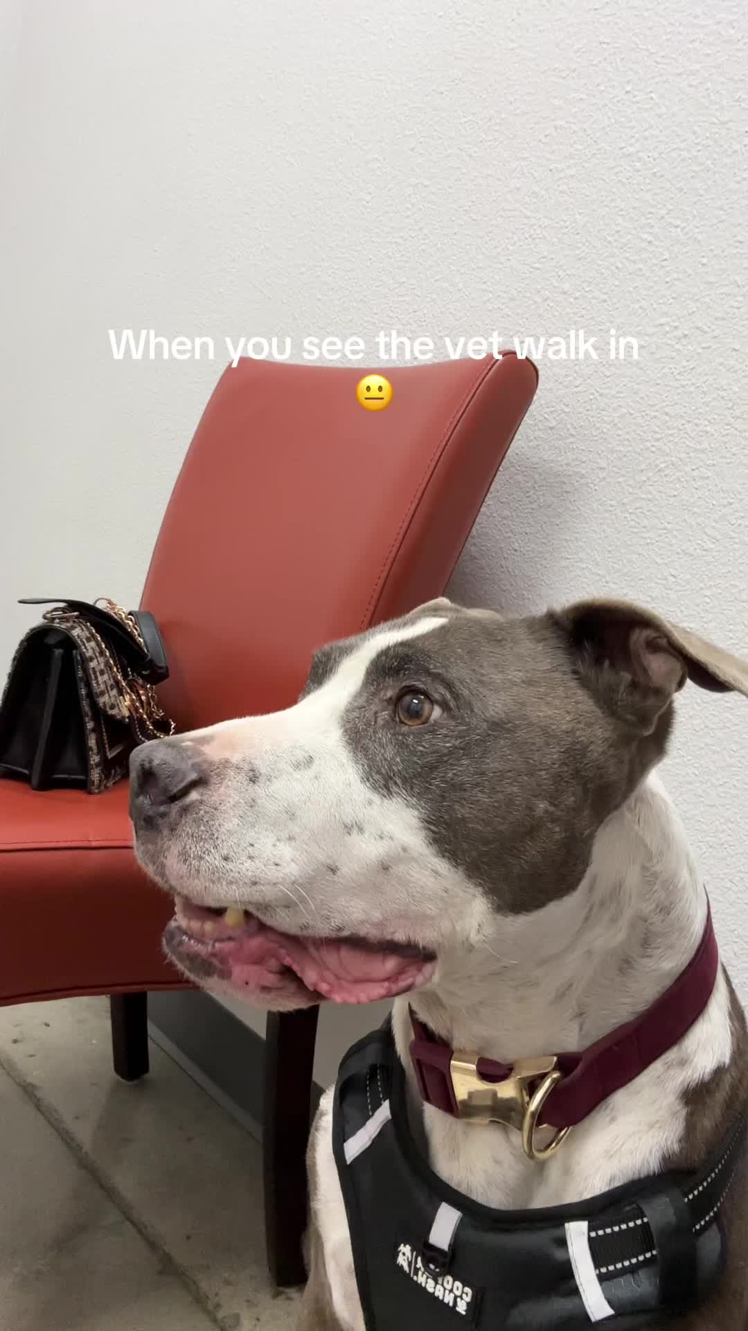 @caponethepitty
