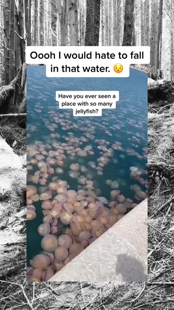 @SCARYVIDEOS
