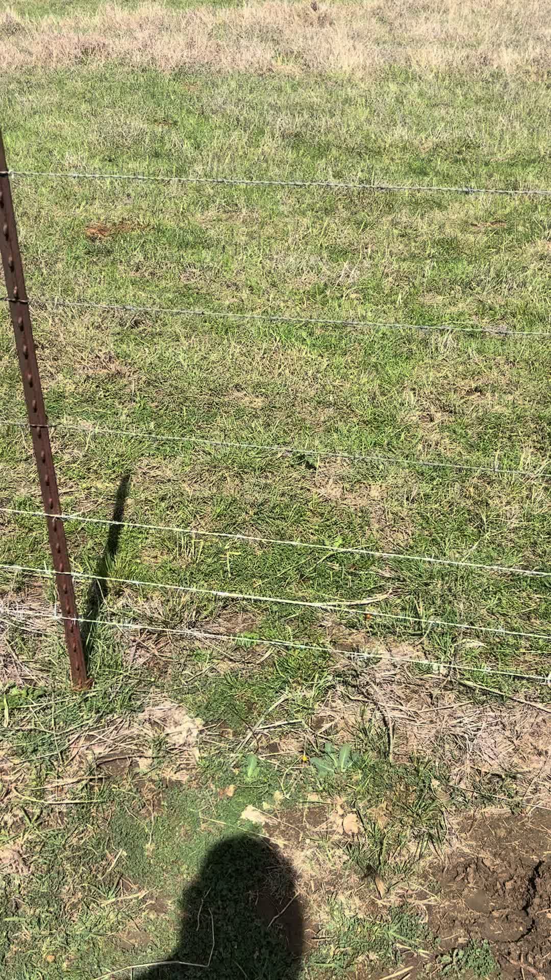 @Brewer Farms TX